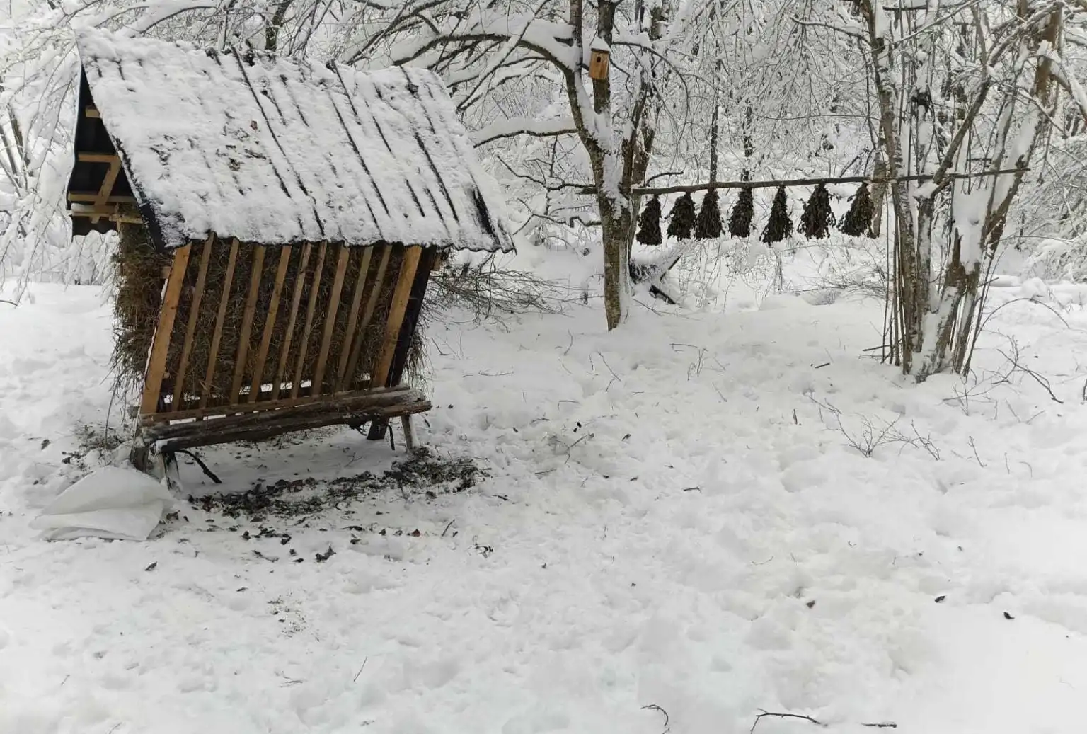 Сніг по пояс і мінус двадцять: як рейнджери Карпатського заповідника тримають зимовий фронт